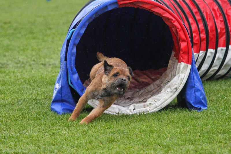 dog running through tunnel near erie, pa in dog agility