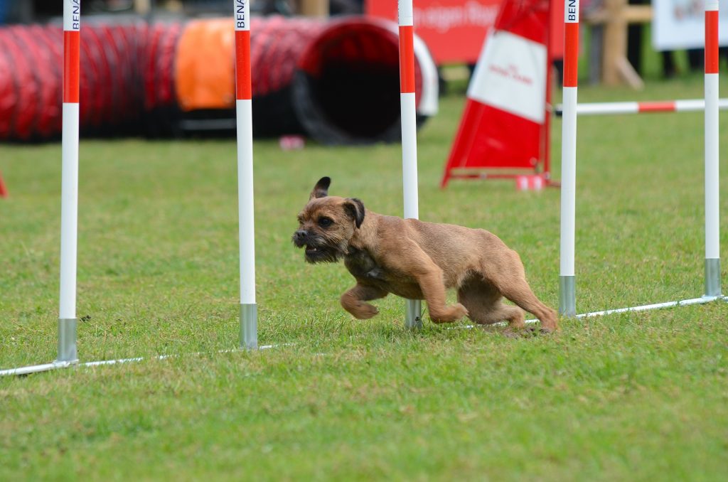 dog running through weave poles in dog agility