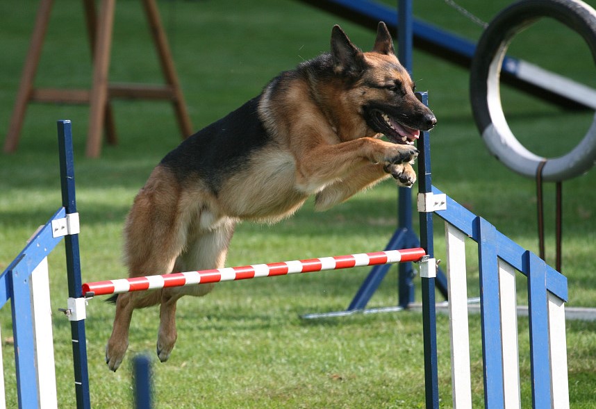 large dog jumping in dog agility course