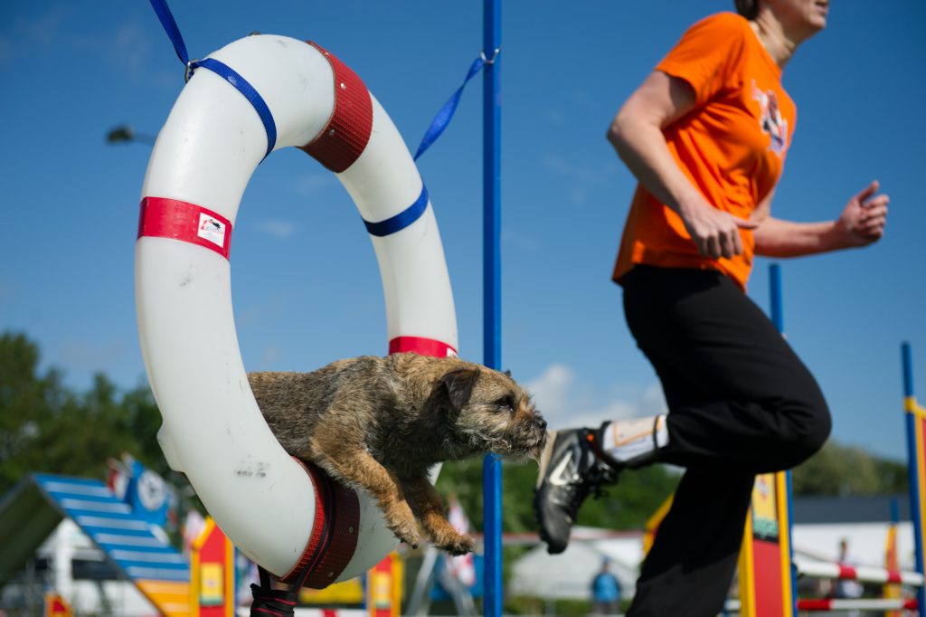 dog jumping through tire in dog agility competition erie, pa