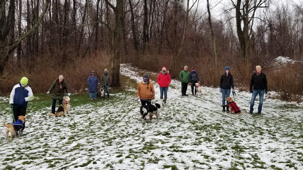 Group of Dogs from Something Els Dog School on a Dog Socialization Walk at Pleasant Ridge Park Fairview, PA